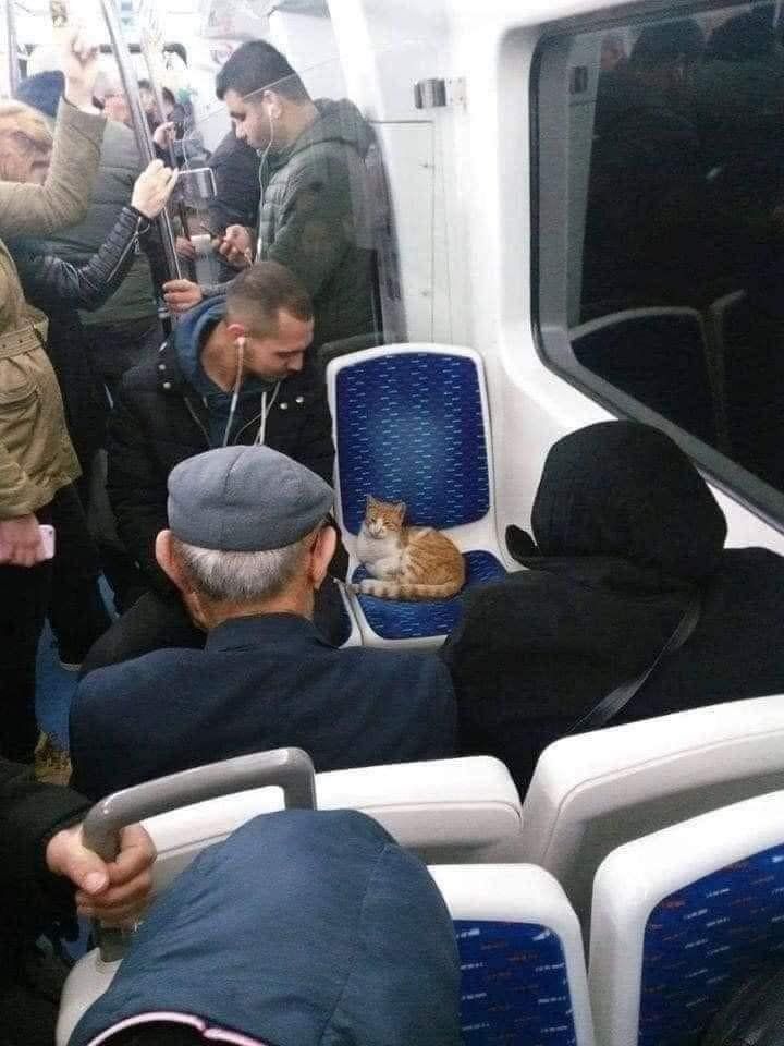 ShouldHaveCat's tweet photo. Morning commute https://t.co/wdmU5REYSF