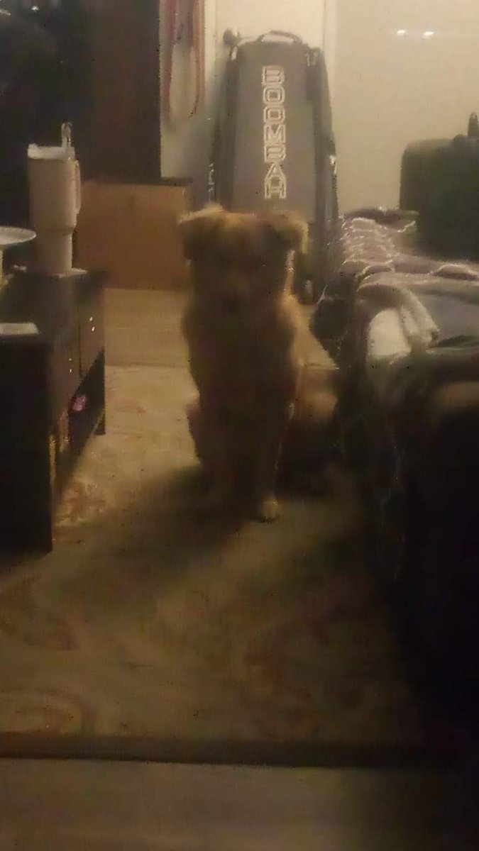 CaptainBriester's tweet photo. Zeke is special. Despite living together for almost 2 years, he still enjoys teasing me by running away when I come up to him, wagging his tail to fuck with me. He also loves to wait for me to come inside from smoking, just to run to the bedroom, tail still wagging.
Little shit https://t.co/znzTzX0cN6