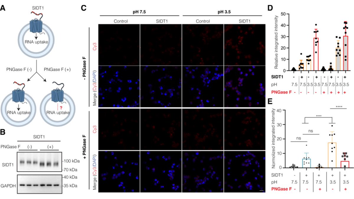 SIDT1/SIDT2 proteins mediate the cellular uptake and intracellular trafficking of nucleic acids: 8 potential N-glycosylation sites, 5 of them active, required to enter the Golgi. Removal of N-glycans disrupts the interaction with RNA. @jbiolchem tinyurl.com/ujrc7byu #glycotime