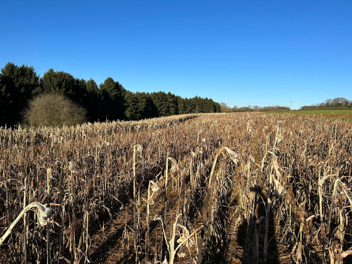 Northampton Foxxi maize &amp; Easy Grow wild bird seed mixture still standing and performing 😎👌

How’s your cover looking as we near the end of another season??? 🤔⬇️