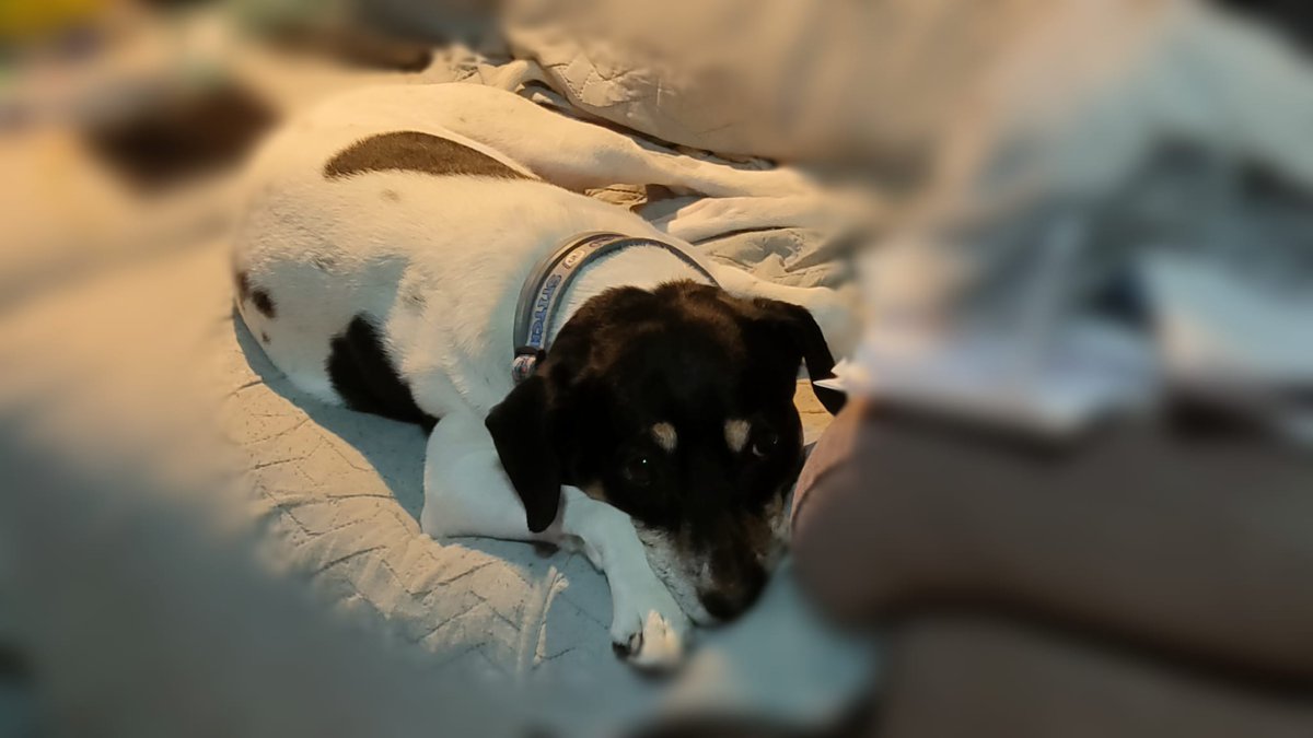 No os he contado que en mi última visita a la alergóloga (por mi nueva alergia al pelo animal por el puto covit) me dijo que me daba la vacuna de la alergia aunque insistió en que lo idóneo era deshacerme de mi perro. Y yo: tú dame la vacuna y calla. Añado foto del susodicho