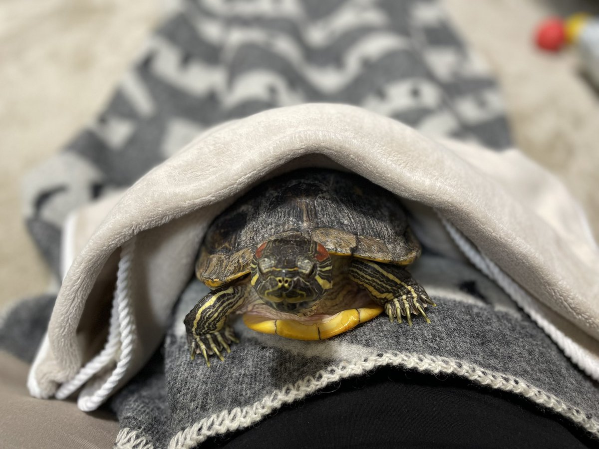 「ヒーターをぶち壊す可愛いカメチャンです※爬虫類(カメ・かめ・亀)写真注意※ 」|もろのイラスト