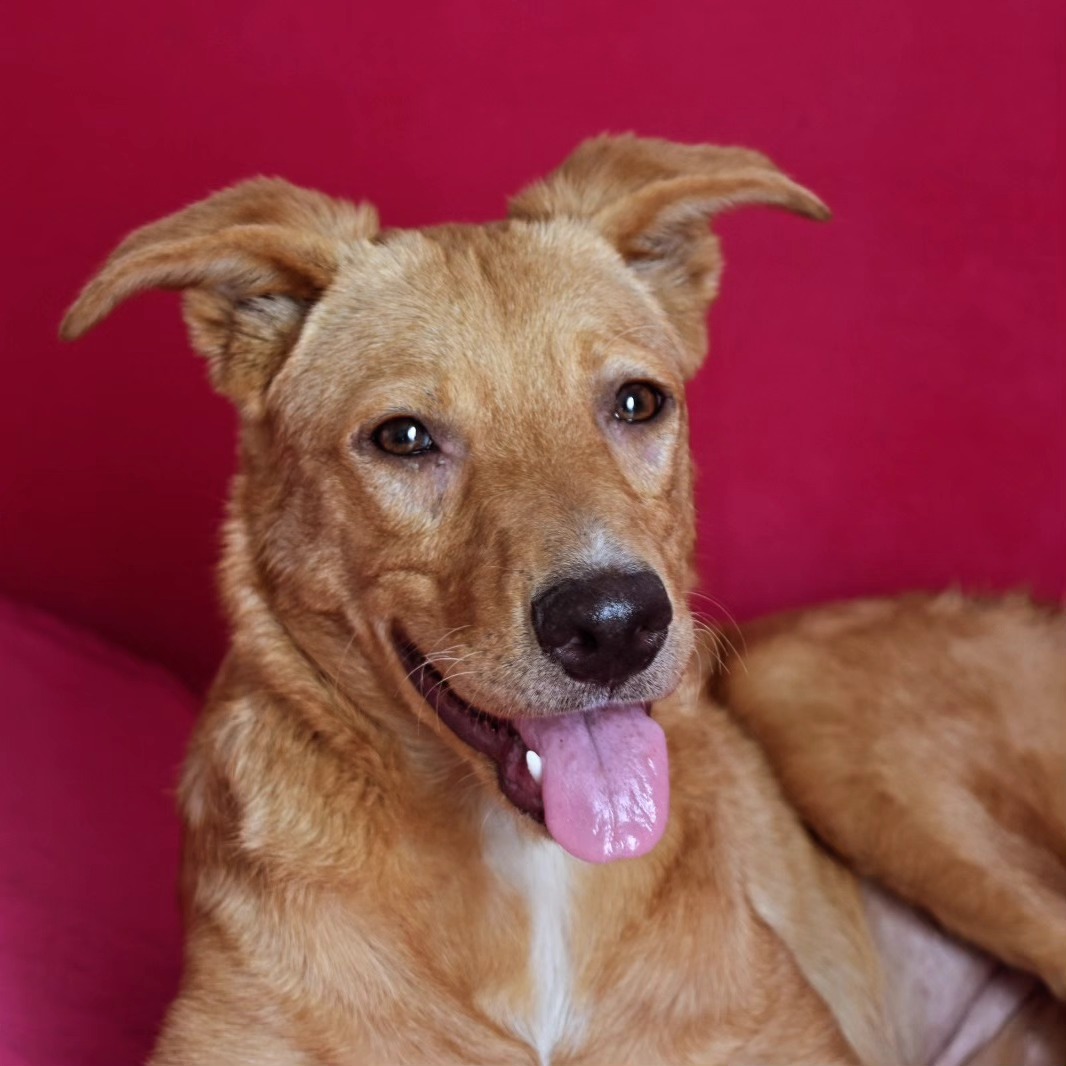 MarienChaluf's tweet photo. ENCONTRÉ ESTA PERRITA EN 8 Y 46, LA PLATA.
No les puedo explicar lo hermosa que es, las fotos no le hacen justicia. Tiene entre 7 meses y un año. Pesa 13 kilos. Es juguetona y super buena onda.
Necesito ADOPCIÓN RESPONSABLE URGENTE. Me ayudan mucho compartiendo! Muchas gracias! https://t.co/pLw03SLowc