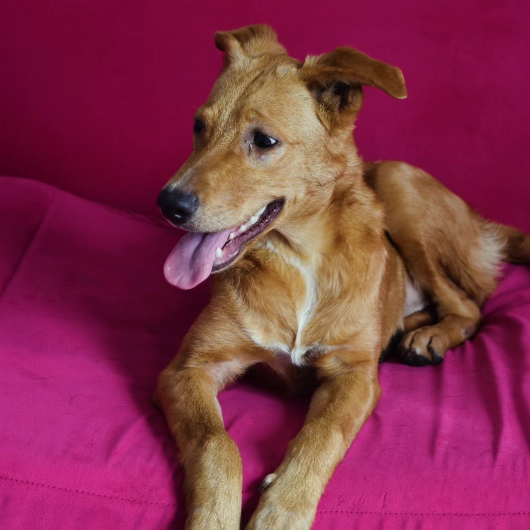 MarienChaluf's tweet photo. ENCONTRÉ ESTA PERRITA EN 8 Y 46, LA PLATA.
No les puedo explicar lo hermosa que es, las fotos no le hacen justicia. Tiene entre 7 meses y un año. Pesa 13 kilos. Es juguetona y super buena onda.
Necesito ADOPCIÓN RESPONSABLE URGENTE. Me ayudan mucho compartiendo! Muchas gracias! https://t.co/pLw03SLowc