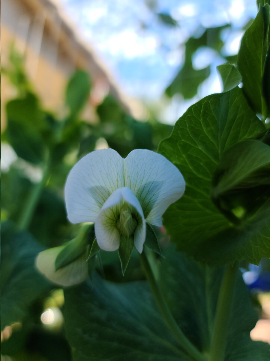 TheScoopes's tweet photo. @BraydenCreation Sweet Pea flower in our garden! https://t.co/nUa73dM03X
