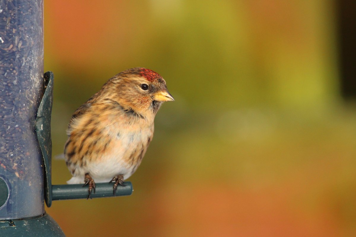 LocalBirdingNI's tweet photo. Just caught this charming Lesser Redpoll having a feast in my garden  this morning! 🐦✨ Grateful for these delightful visitors - @Natures_Voice @RSPBNI @UlsterWildlife  #BirdWatching #NaturePhotography https://t.co/VTc06sUXBB