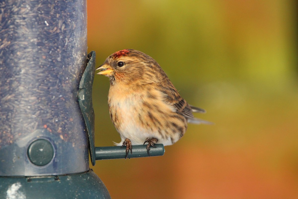 LocalBirdingNI's tweet photo. Just caught this charming Lesser Redpoll having a feast in my garden  this morning! 🐦✨ Grateful for these delightful visitors - @Natures_Voice @RSPBNI @UlsterWildlife  #BirdWatching #NaturePhotography https://t.co/VTc06sUXBB