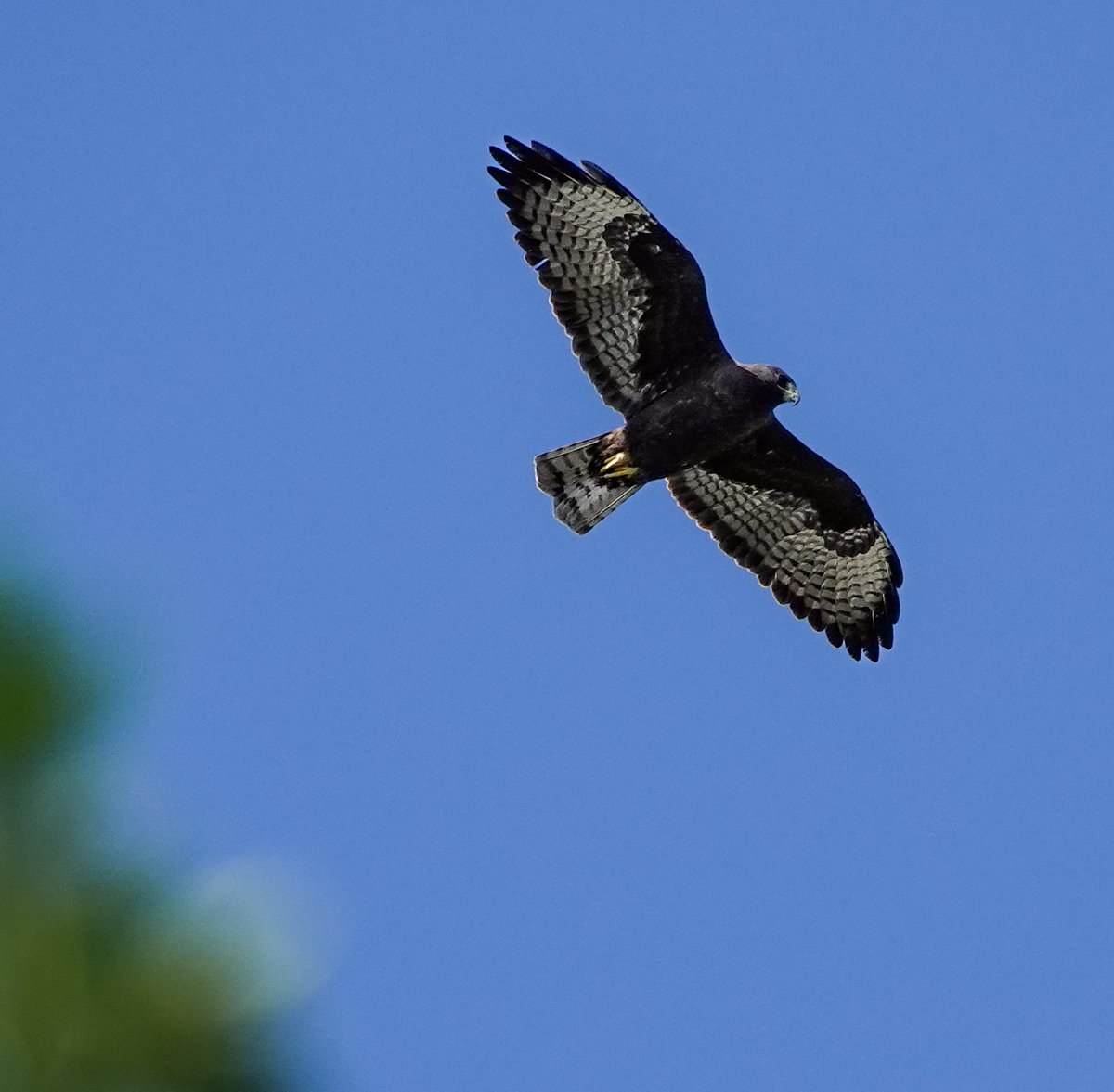 FlKeys_Birding's tweet photo. Dark morph are more common than light morphs in Florida. When hunting, they often turn into the wind to hover before diving steeply to take birds from their perches. Hey, hawks gotta eat too🤷🏻‍♀️ Short tailed hawk Dark Morph
Key Largo, Fl #hawks #raptors #birds #birdsofprey https://t.co/M91fYMBUwE