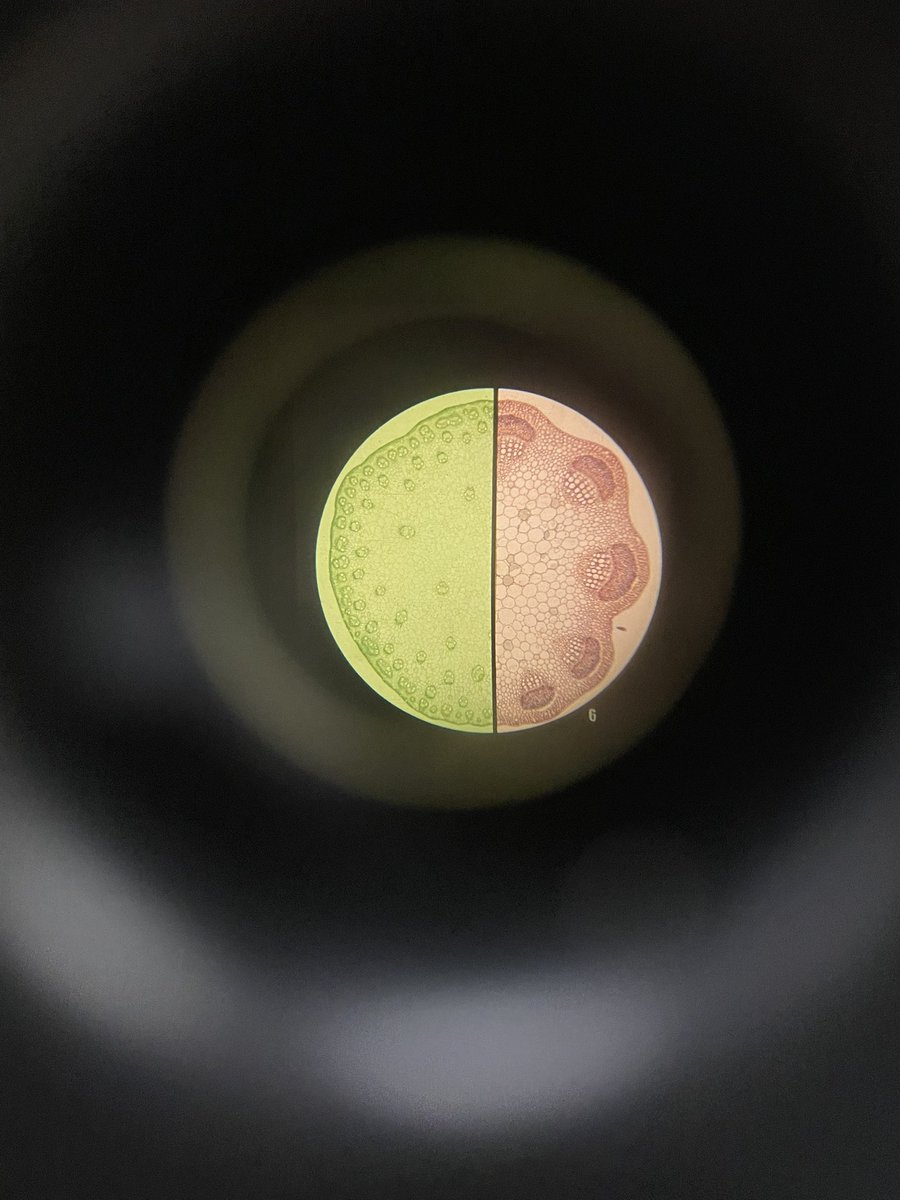 Brittany MacPherson tweet media