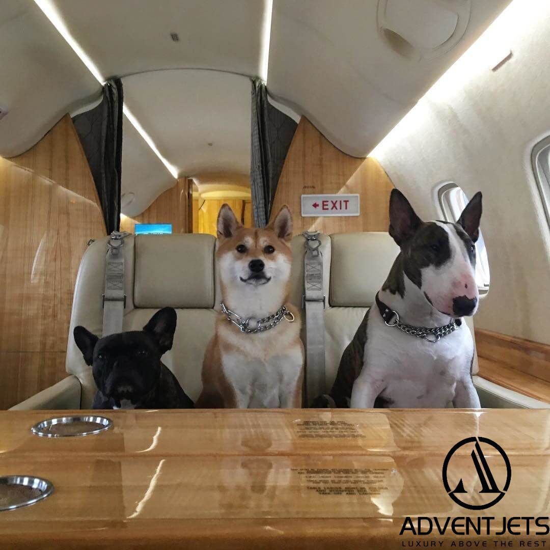 Advent Jets treats everyone like family. 
Flying private allows you to bring your pets. 

#Fridaygetaway #Weekend
#pets #dogs #cats #ESA #daytrip #flyprivate #privatejet #privatejets #privatejetcharter #entrepreneur #motivational #nowait #worldwide #serviceanimal