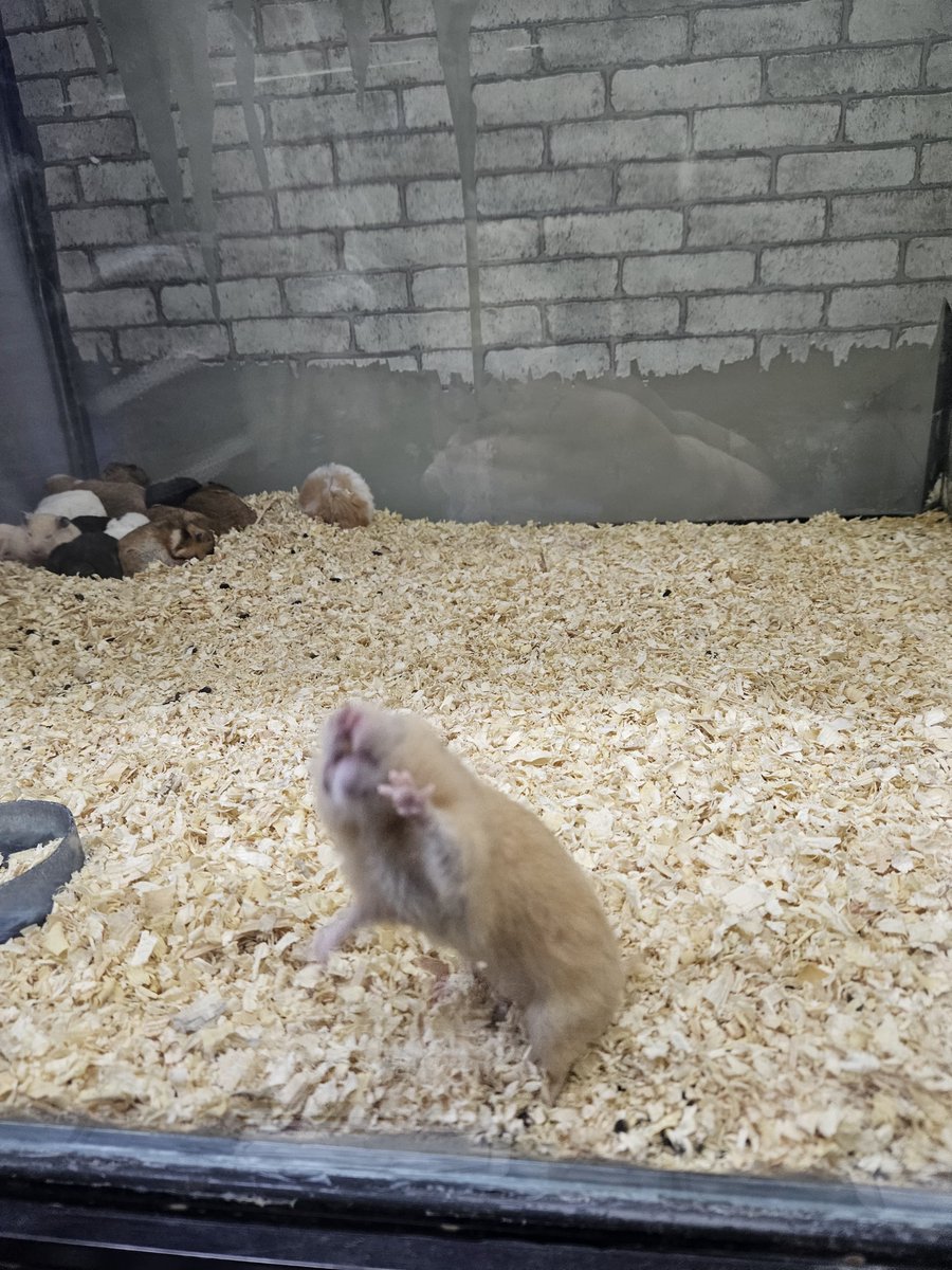 bazı sevdalar uzaktan yaşanmaya mecburdur