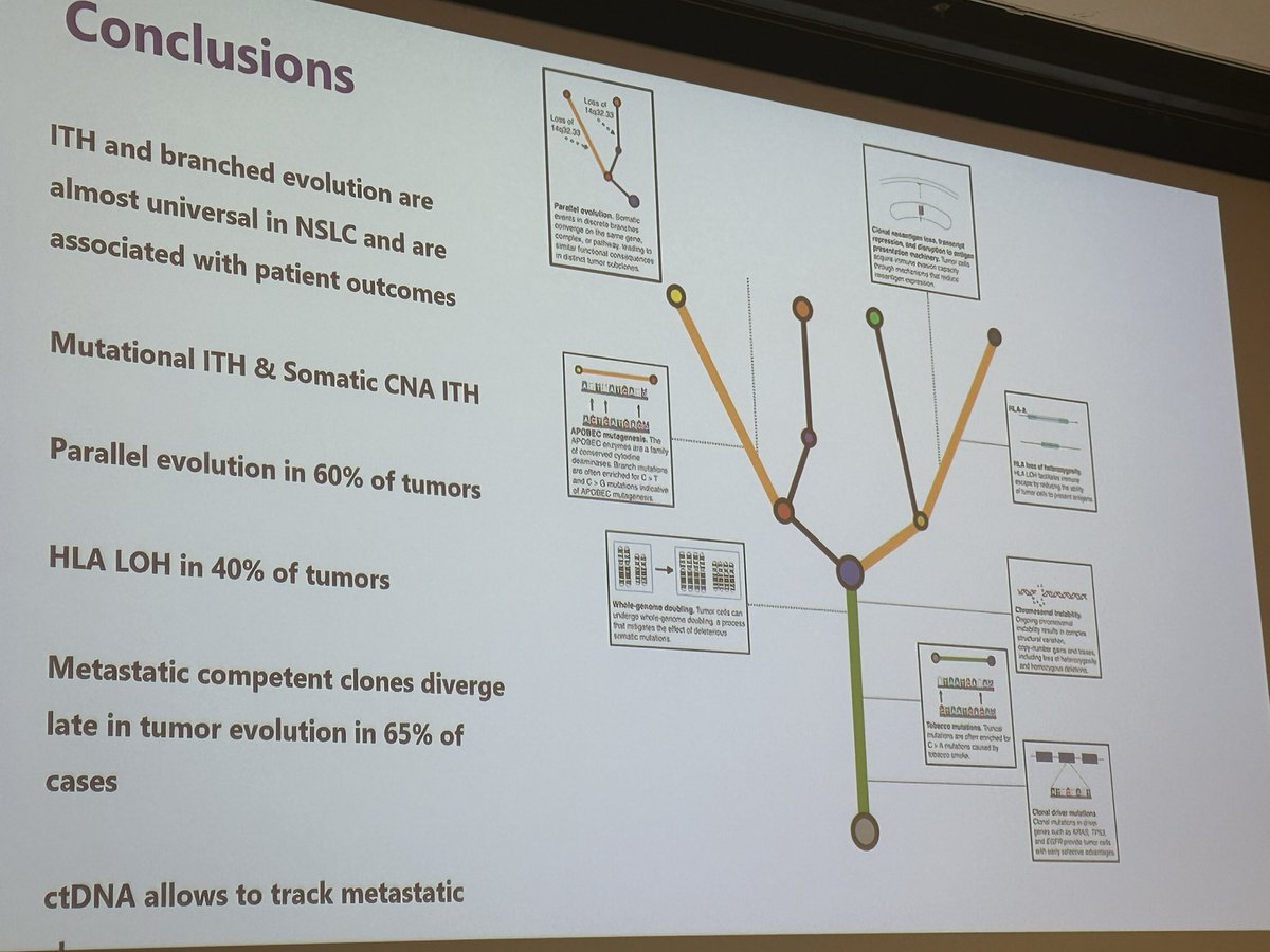 JulienMazieres's tweet photo. Elegant overview by Elsa Bernard @GustaveRoussy of #TracerX works conducted by @CharlesSwanton team in UK. Very important findings regarding tumor heterogeneity, genome doubling, clonal evolution, metastatic spreading with impact of patients management. #JMT24 @IFCTlung https://t.co/pGUAKuMcCR