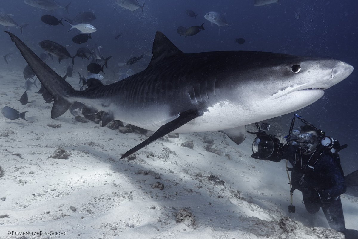 Never take your eyes off this predator as it has an eerie ability to sneak up on you. #tigersharks #sharkdiving #cressi #canon #nauticam Camera: @CanonUSA 1dx ii, 17-40mm f/4, @nauticamhousings Gear: @CressiUSA #tokugawa 3mm wetsuit, #cressi #aquaride BCD, #cressi