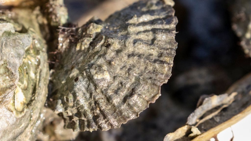 PaulvdVijver's tweet photo. #PlatteOesters | Langs de Zeeuwse kust stond het water deze week zo laag dat een groeiend rif tevoorschijn kwam, vol rifbouwende soorten: https://t.co/vdC8cELGcu💧@ARKNatuur zet zich in voor herstel van schelpdierriffen https://t.co/5UDhTDMlOm