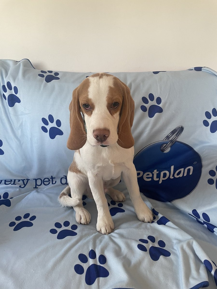 Murphy loves his new blanket! #PethoodPresent @PetplanUK