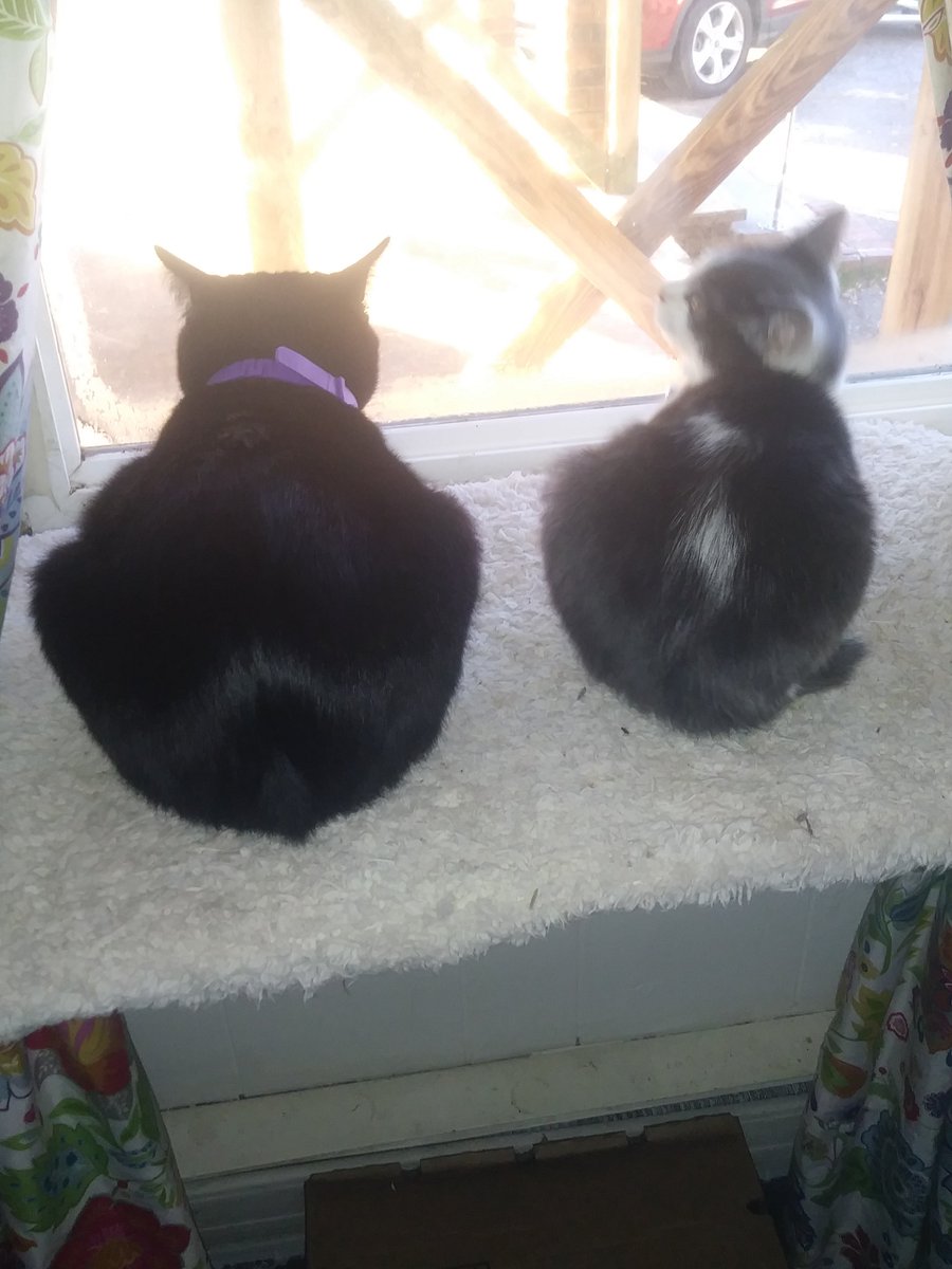 GhostLdyTN's tweet photo. @Angus_The_Bold My new friend Makyah has a nubby tail too! I've never had a tail, so I guess I'll skip the retail store.😸 https://t.co/De0pxKrmDF