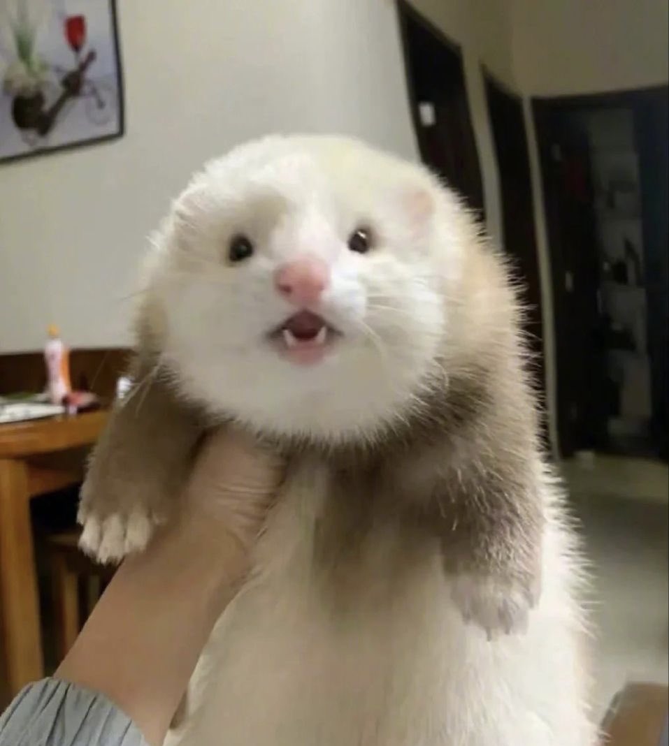 Vara Fluffy tweet media