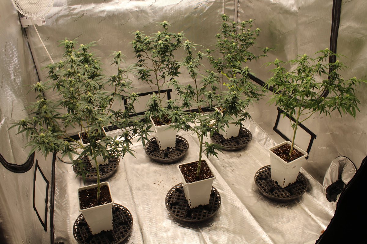 VigGrows's tweet photo. Strain-Blimburn-Santa Muerte, Purple Star Killer 
Breeder Blimburn 
Cyco Nutrients
Light-HLG 650
#hlg #cyconutrients https://t.co/Y0BYutpiby