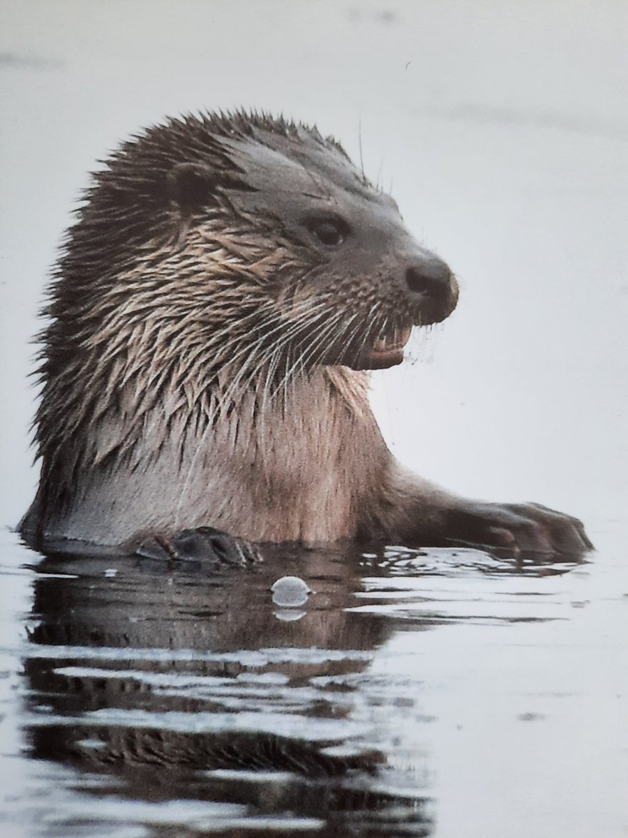 Here comes the Boss😲
@BBCSpringwatch Otter breaking through the ice #Winterwatch 
Photo taken by Mike🙋‍♂️