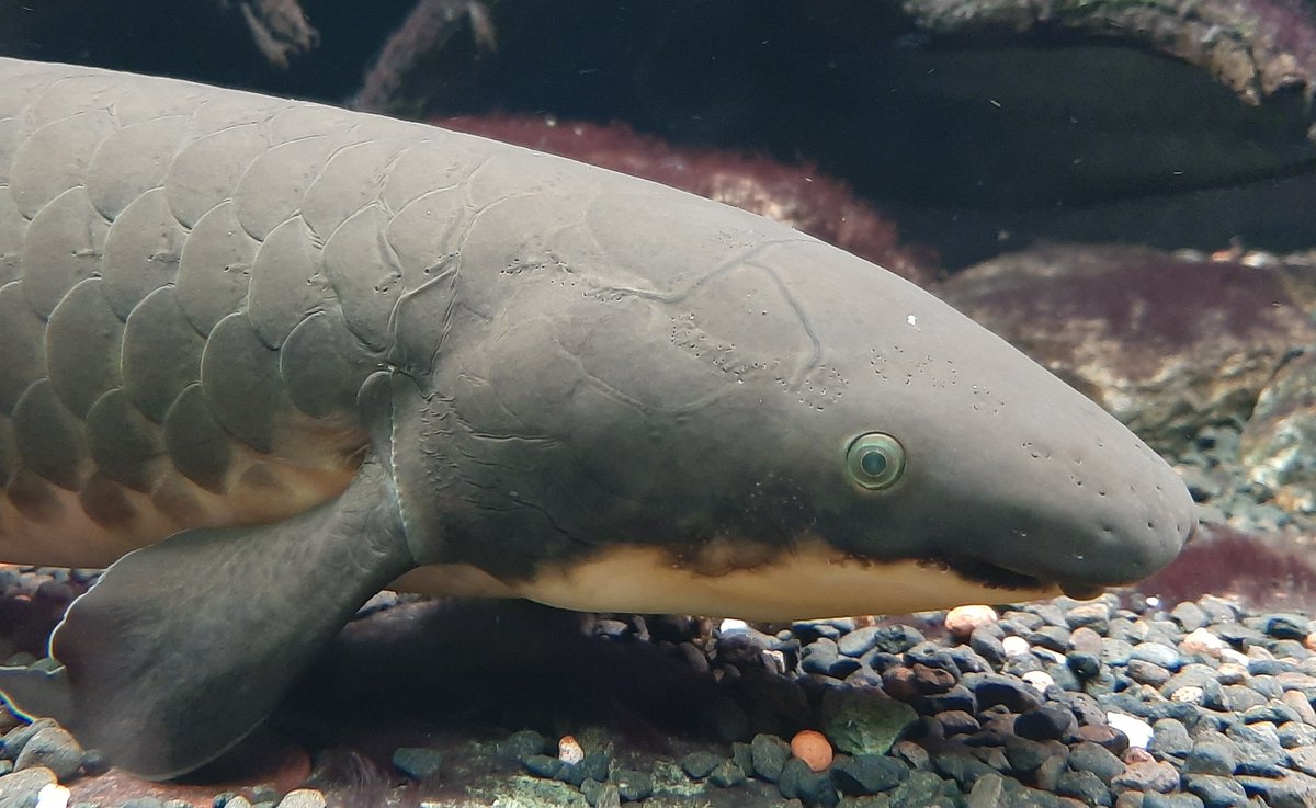 Roberto Biello (@rsbiello) on Twitter photo Excited to share that our paper is now out on <a href="/molecology/">Molecular Ecology</a>! We unravel the mystery of endemic versus translocated populations of the endangered Australian lungfish.
Great collaboration with <a href="/UniFerrara/">Università Ferrara</a> <a href="/Seqwater/">Seqwater</a> <a href="/GriffithARI/">Australian Rivers Institute</a>
#Conservation #Lungfish
onlinelibrary.wiley.com/doi/full/10.11… Excited to share that our paper is now out on <a href="/molecology/">Molecular Ecology</a>! We unravel the mystery of endemic versus translocated populations of the endangered Australian lungfish.
Great collaboration with <a href="/UniFerrara/">Università Ferrara</a> <a href="/Seqwater/">Seqwater</a> <a href="/GriffithARI/">Australian Rivers Institute</a>
#Conservation #Lungfish
onlinelibrary.wiley.com/doi/full/10.11…