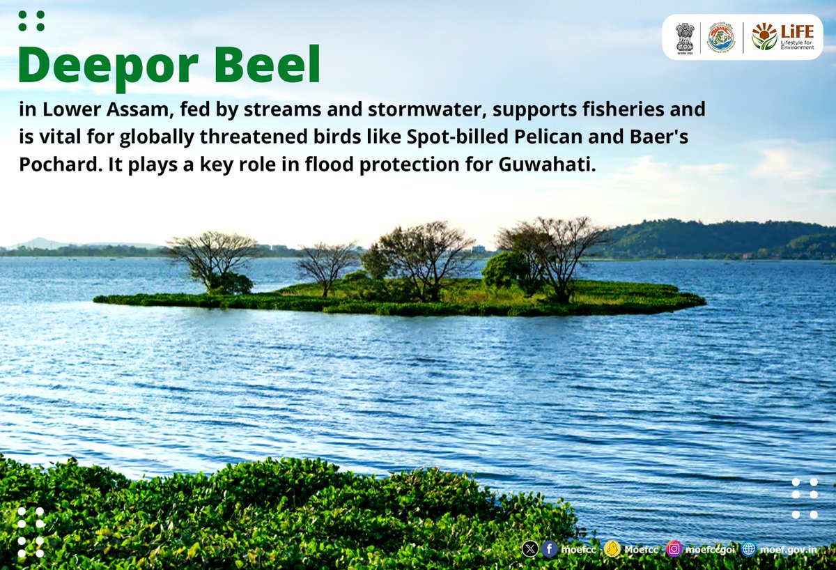 moefcc's tweet photo. Discovering India's Ramsar Sites 🦢
 Day 14 : Deepor Beel

From wetlands to wildlife, each site is a unique haven for nature. Let's celebrate and safeguard these vital ecosystems together!

#RamsarSites  #WorldWetlandsDay #WetlandsAndHumanWellbeing #MissionLiFE https://t.co/g49oYoaVuV
