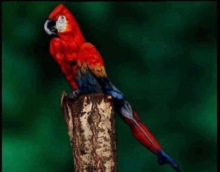 There is no bird in this photo 

#magic #opticalillusion
#parrot