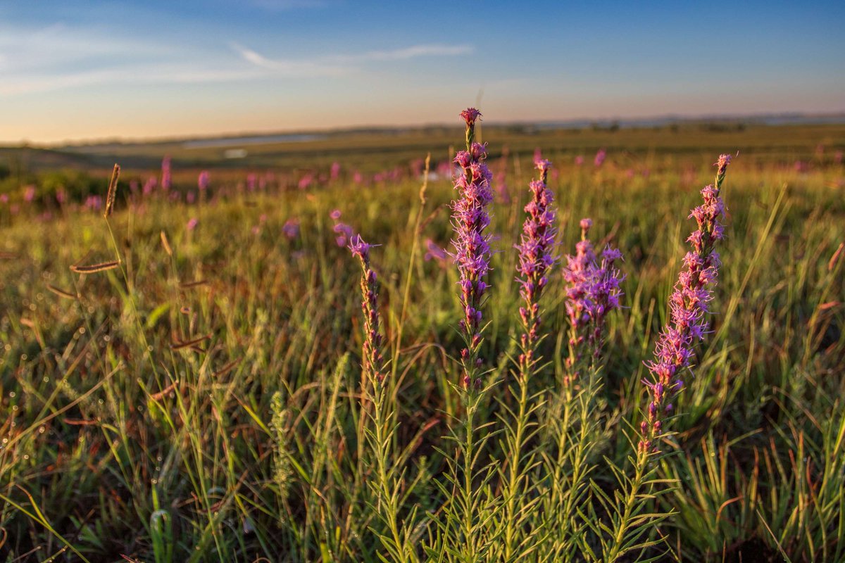 We're warming up this morning while looking back to August with this beautiful field of blooming blazing star from Big Stone National Wildlife Refuge in Minnesota. Have you been enjoying the cold or are you looking forward to warmer days?

Photo by Mike Budd/USFWS.