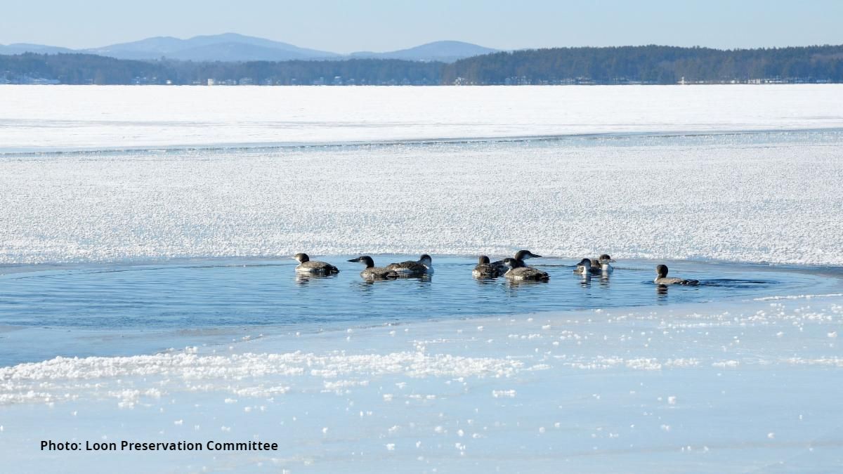 NewfoundRegion's tweet image. There's still loons on Newfound! With this week's chilly temperatures, loons may get trapped by ice. If you see a loon trapped by ice report it to the Loon Preservation Committee:  loom.ly/PeMoZuM