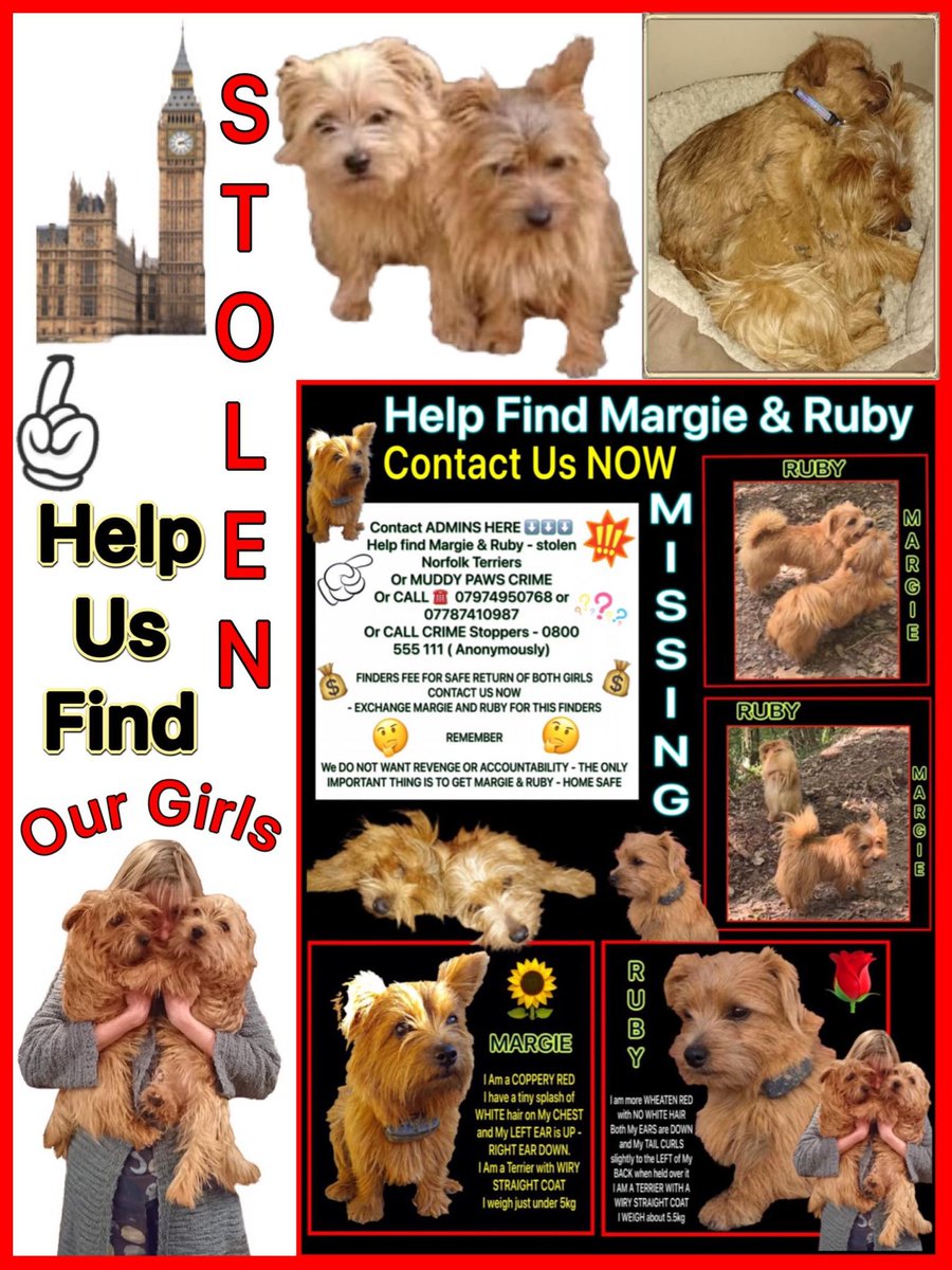 Help find Margie and Ruby-Stolen Norfolk Terriers (@findmargieruby) on Twitter photo Great debate on #PetAbduction Bill in #HouseOfCommons this morning. TY <a href="/Anna_Firth/">Anna Firth</a> from the bottom of my heart. I sobbed throughout your speech for all we, and so many others, have suffered. I'm confident it will pass into legislation and act as a deterrent. ππππ Great debate on #PetAbduction Bill in #HouseOfCommons this morning. TY <a href="/Anna_Firth/">Anna Firth</a> from the bottom of my heart. I sobbed throughout your speech for all we, and so many others, have suffered. I'm confident it will pass into legislation and act as a deterrent. ππππ