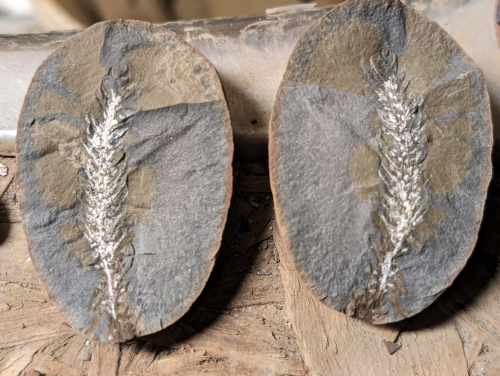 ESCONI's tweet photo. Fossil Friday #196: Calamostachys from Mazon Creek #fossils #paleontology #MazonCreek #FossilFriday #cone #plantfossil #pennsylvanian #calamites #horsetail
https://t.co/tLKOinl6jC https://t.co/ePiuZYL9ha