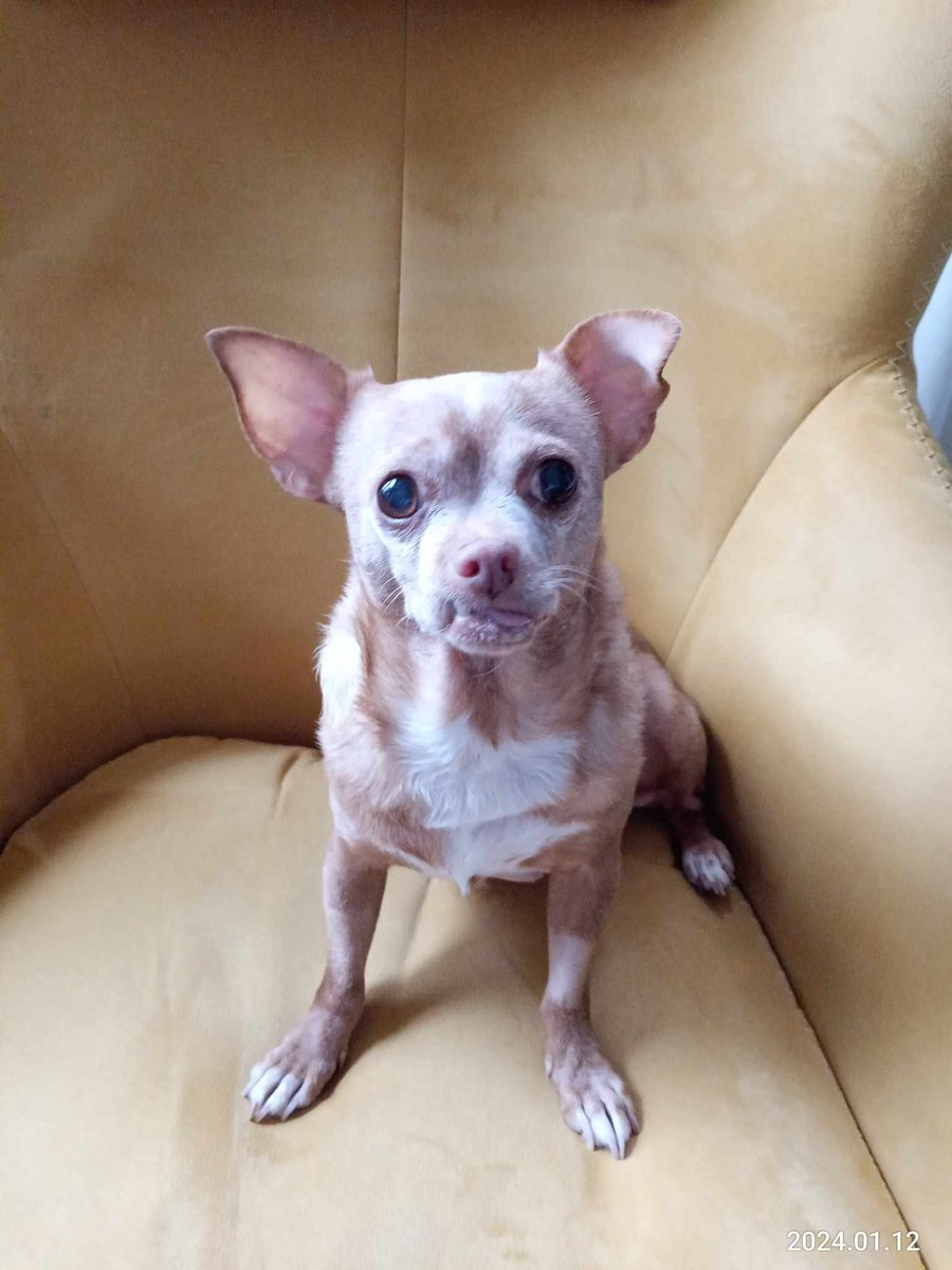 Adopt #StThomasOn 's MIMI from happysplace.ca   facebook.com/happysplacesen…
#LdnOnt #MiddlesexCounty #OxfordCounty #ElginCounty #StThomas #sttont #stthomasproud #lambtonshores #grandbend #portstanley