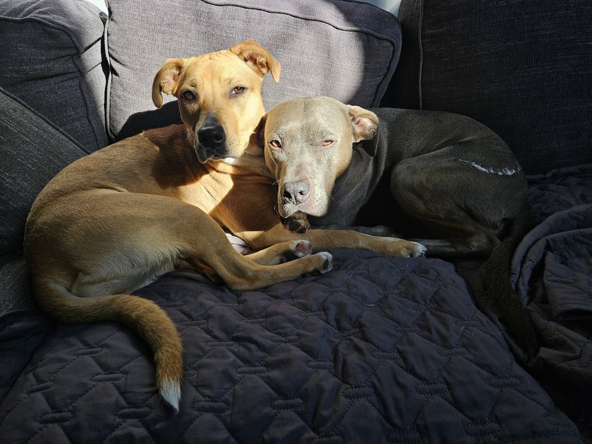 ZDudeness's tweet photo. #DailyDogs https://t.co/S7fiz6ktxg