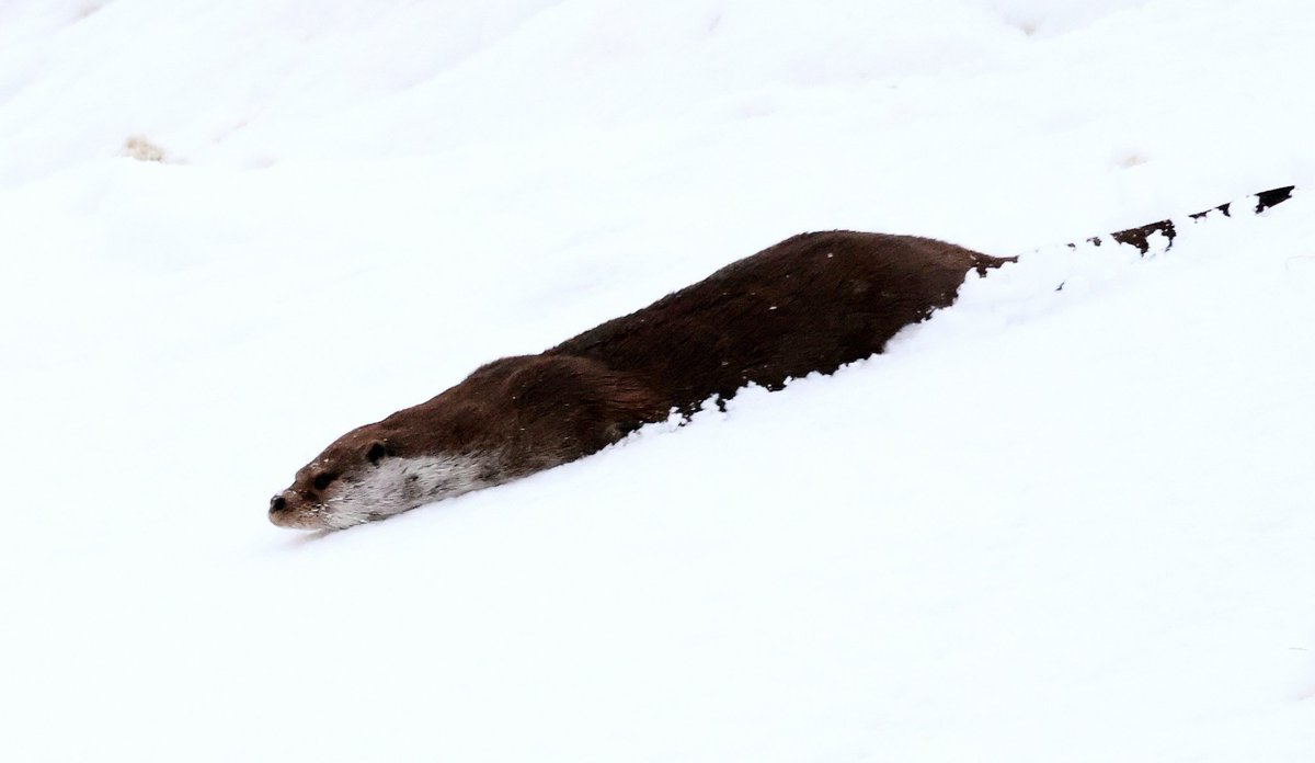 3 Purple Sand and an Otter having fun in the Snow this afternoon in Burravoe. #YellBirding #Burravoe #Shetland