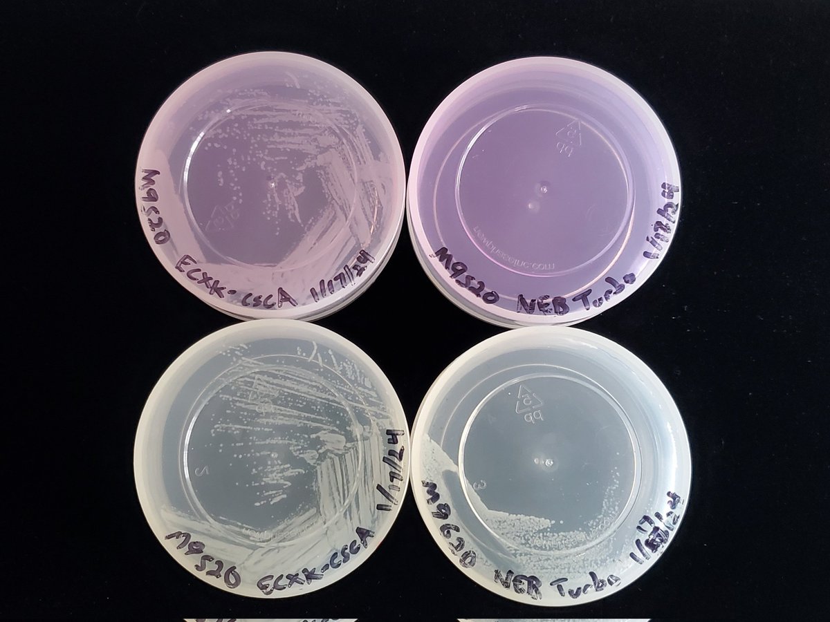 Definitive proof that this sucrose selection system works.

Top Left: cells + plasmid on sucrose

Top Right: cells on sucrose

Bottom Left: cells + plasmid on glucose

Bottom Right: cells on glucose