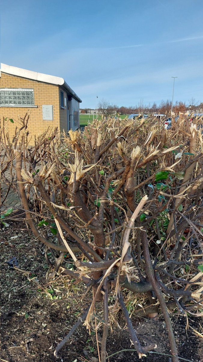 .@dlrcc this is not hedge-trimming, this is hedge-butchering! Branches that don't get a clear cut are more prone to diseases, plus what an eyesore and waste of public money.