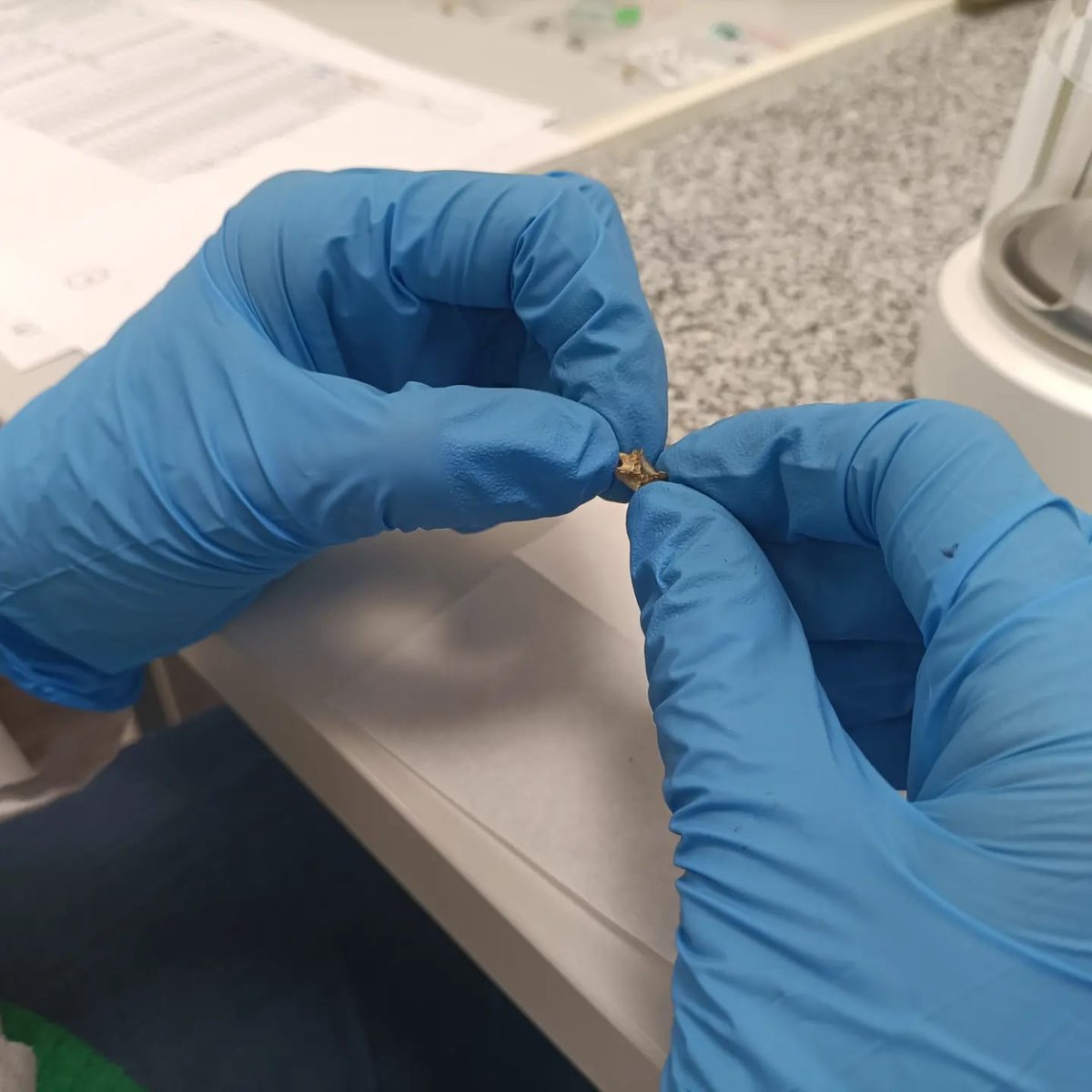 EvoAdapta's tweet photo. 🐠🧪 ¿Qué tal va vuestro viernes? Nuestra compañera, Lucía Agudo, termina su semana en el laboratorio de #EvoAdapta pesando restos de #peces para hacer análisis de #ZooMS
#Ictioarqueología #FossilFriday 🦴 https://t.co/6FNblrMOTY