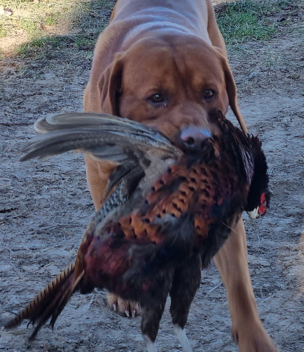ACountryChap's tweet photo. Found it Dad. The cock that went off half cocked. #pickingup #pickersup #pickingupdogs #gameshootinguk #pheasantshootinguk #pheasantseasonuk https://t.co/XuXpqc7eb4