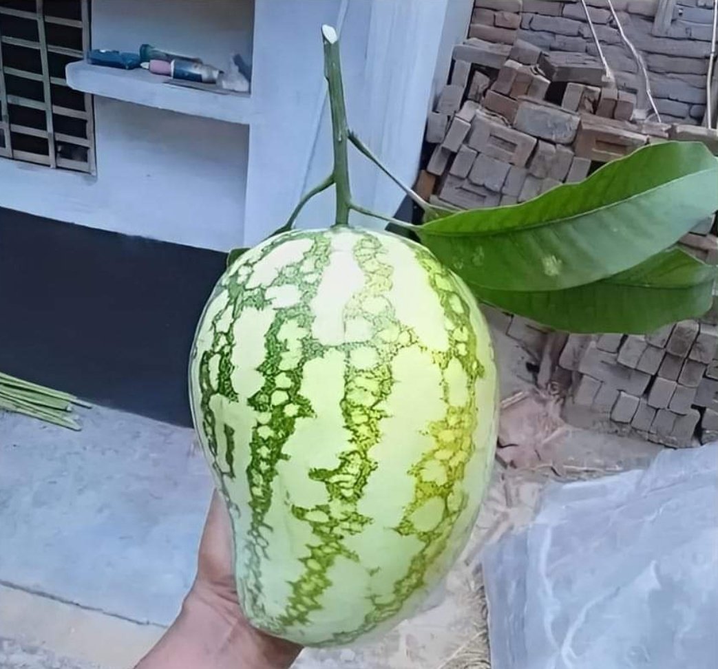 DivzyRai's tweet photo. When you wanted to become a mango..
But due to family pressure, you become watermelon. 😂😂
#familyfun https://t.co/McIkx0WNgD