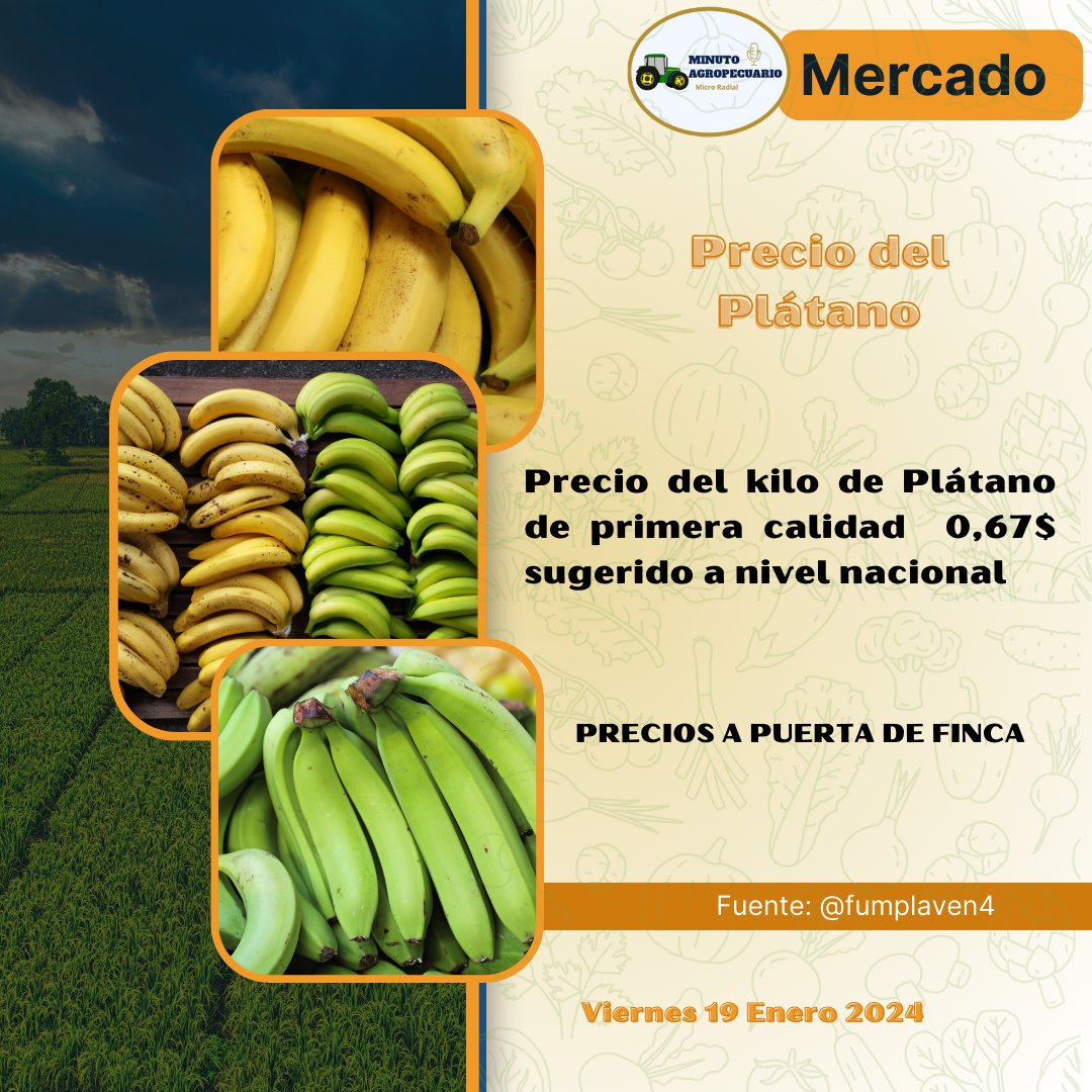 En nuestra sección para el día de hoy daremos a conocer el precio del kilo de plátano a puerta de finca sugerido por Fumplaven en su cuenta de Instagram, calculado en 67 centavos de dólar bajo la tasa del BCV.