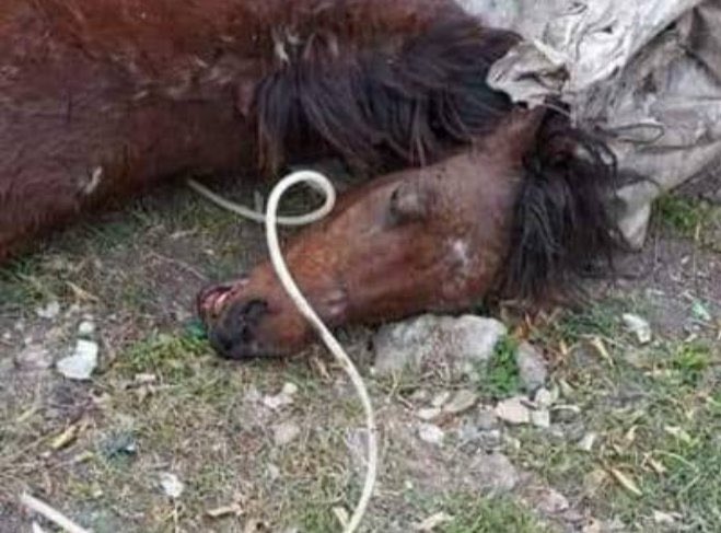 “YO TAMBIÉN Siento cansancio y dolor solo que no puedo decirlo”.
No más tracción a sangre, no más explotación ni maltrato animal.

#caballos #traccionasangre #especismo