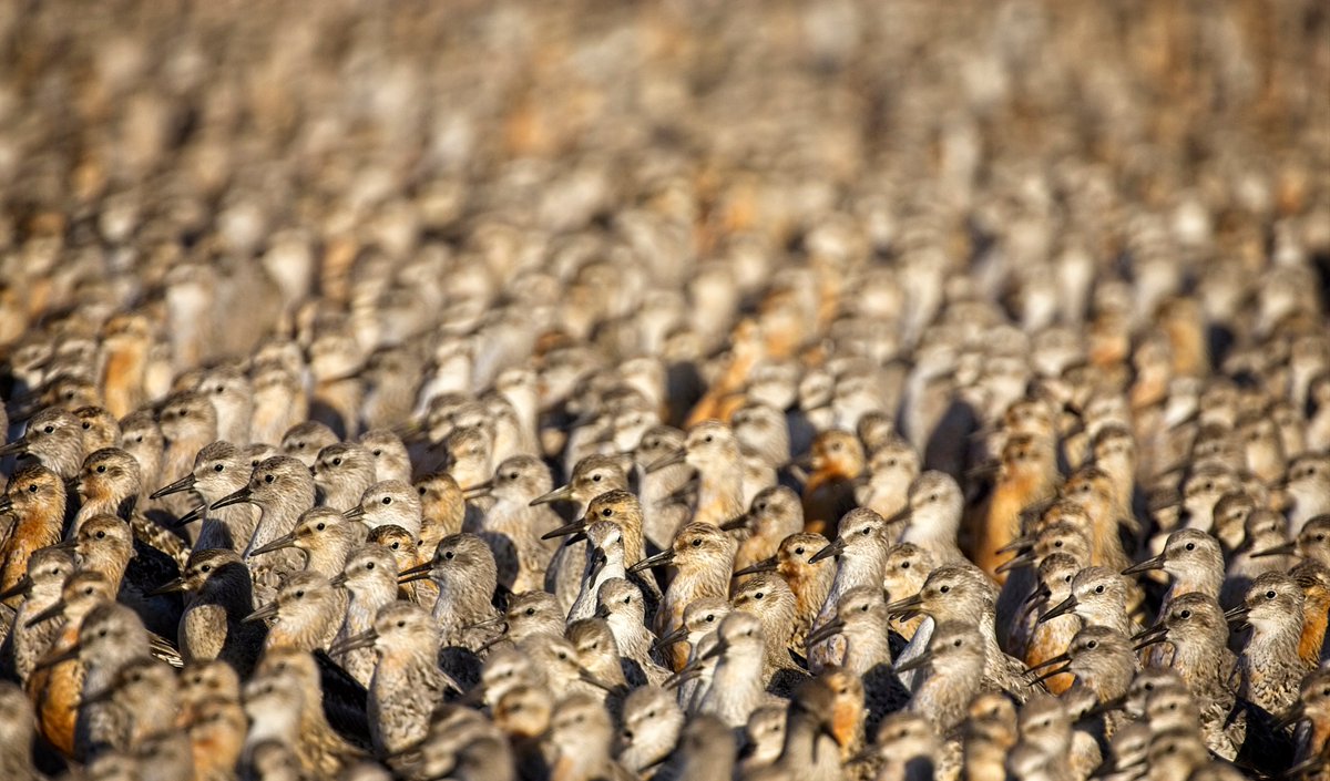 🗺️Research tracking Red Knot published in BCI!

Northward Migration across the Americas... from 🇧🇷 to 🇨🇦!

Read the article here: doi.org/10.1017/S09592…
#ornithology #Researchpaper <a href="/BirdLife_News/">BirdLife International</a>