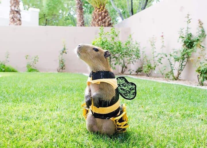 나는 꿀벌바라
꿀벌이 되고싶은 꿀벌바라
하늘을 날아올라 꽃들을 돕고 꿀을 만드는 꿀벌이 되고싶어 꿀벌옷을 입어봐도 레이스 날개로는 날수없는 꿀벌바라
그저 이렇게서서 하늘을 바라보며 머릿속으로 그려내기만 할 뿐인
나는 꿀벌바라