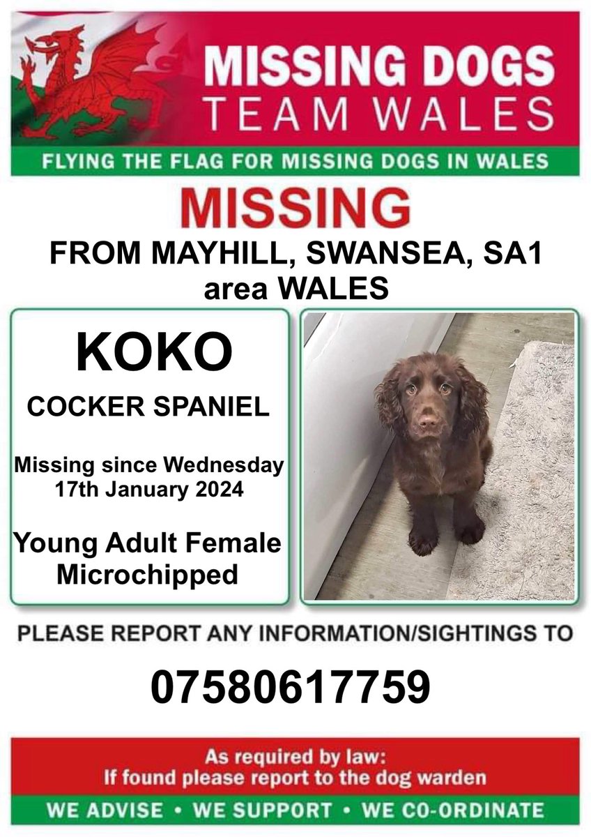 ‼️KOKO YOUNG FEMALE #COCKERSPANIEL MISSING SINCE WEDNESDAY 17TH JANUARY FROM #MAYHILL AREA #SWANSEA #SA1 #WALES 
PLEASE CALL THE NUMBER IF SEEN