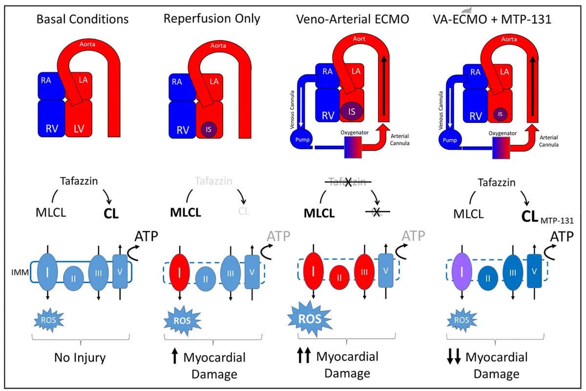 VA-ECMO depletes myocardial tafazzin and cardiolipin which disrupts mitochondrial structural and functional integrity independent of hemodynamic load. Stabilizing cardiolipin reduces myocardial damage with VA-ECMO, thereby introducing a potentially new therapeutic approach to mitigate LV injury for thousands of patients requiring VA-ECMO support.