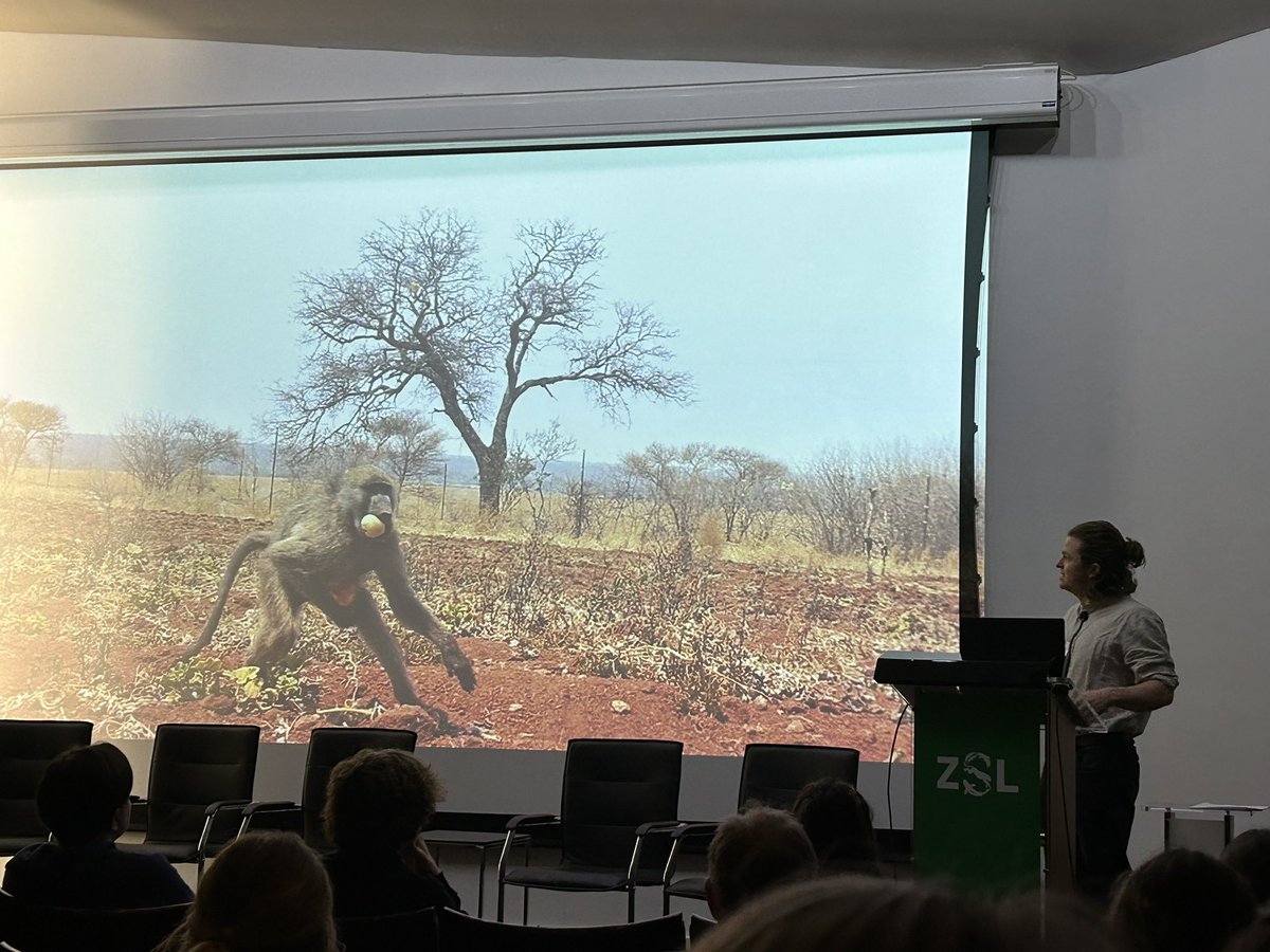 Great talk by @BenWalton10 on how crop foraging baboons in South Africa use space and manage risk at @PrimateSociety conference #PSGB2024