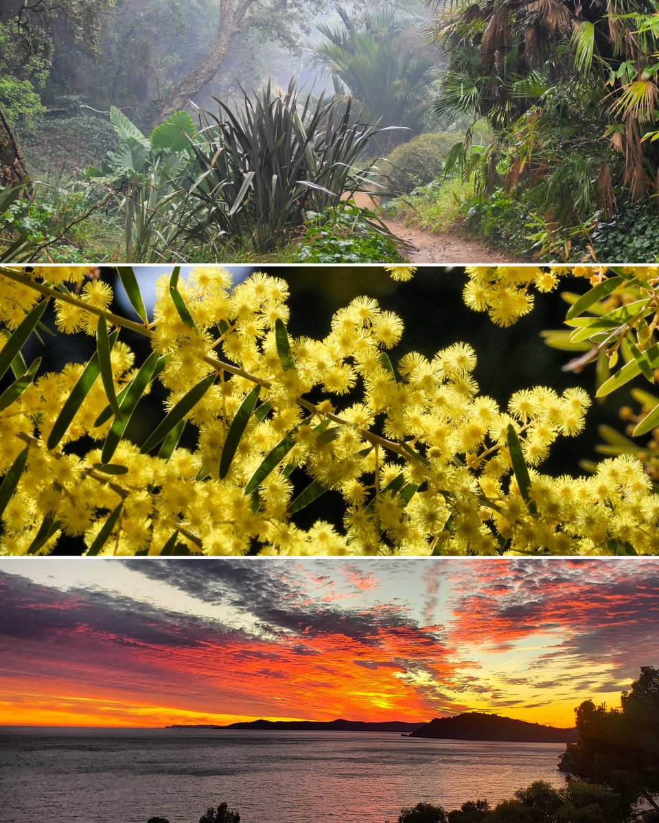 🌿💛 Quand la Nature repeint le Jardin des Méditerranées dans la jolie palette des couleurs de l'hiver... ✨
📷©️Domaine du Rayol