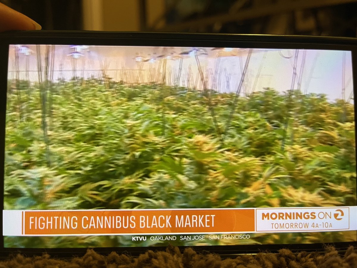 📰🚨News flash! @ktvu2 news station just introduced a new botanical sensation - “Cannibus”!🌱😂 It’s 2024, but looks like we need a spelling and language refresher. Happy to help! It is more crucial than ever to get on the same page with the language we use to describe it. Check