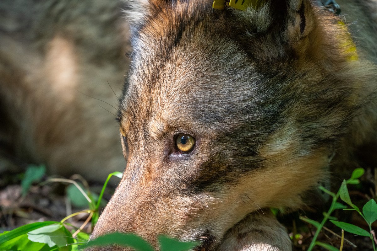 VoyaWolfProject's tweet photo. Wolf Y1T is the breeding male of the Blood Moon Pack and is one of the most distinctive-looking wolves in the Greater Voyageurs Ecosystem. He has really unique facial coloration including dark lines under his eyes that gives him this wild and striking appearance. https://t.co/F3NH7MyxOd