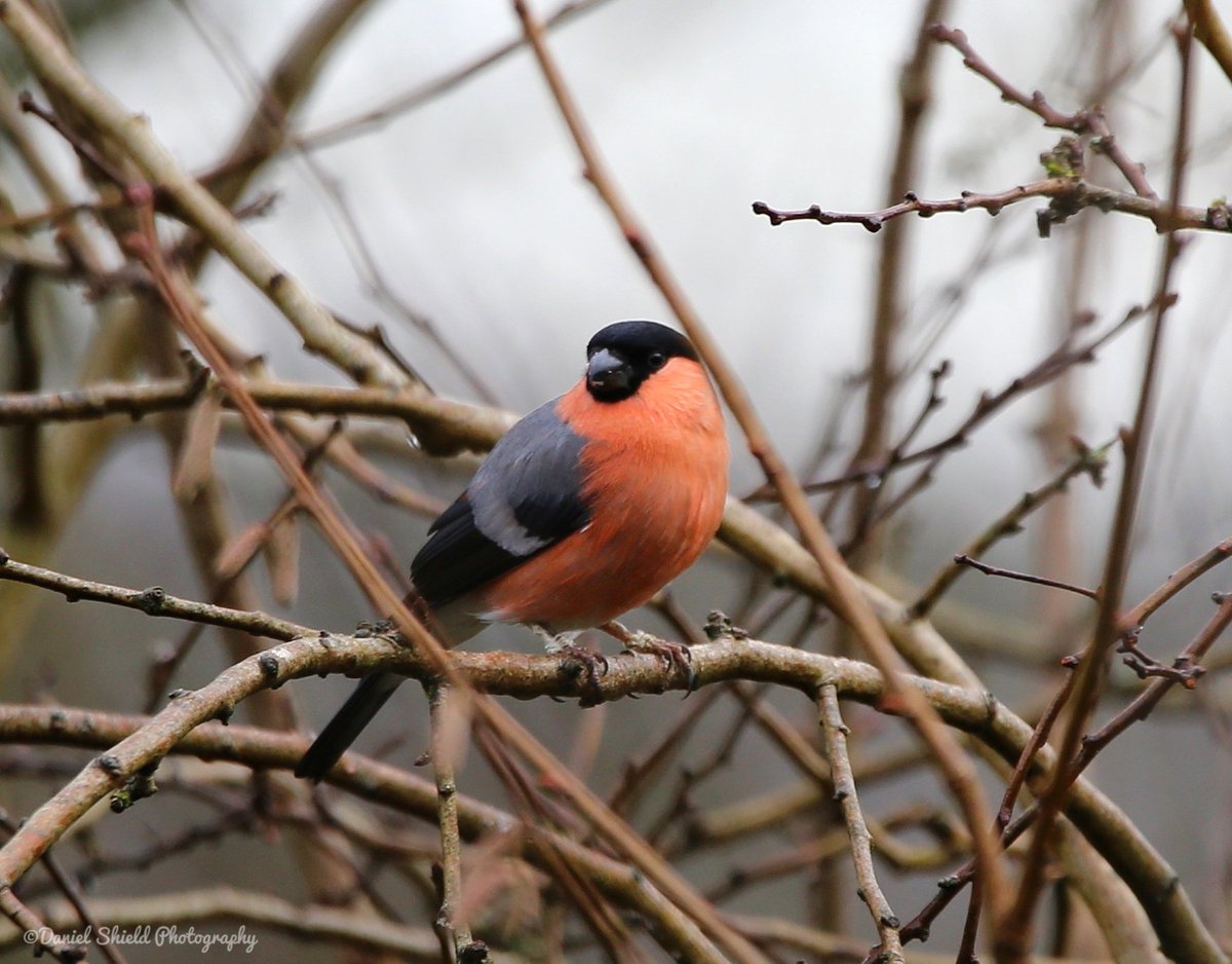 DanielShield95's tweet photo. Bullfinch! 🟠⚫️

A kinda first for me. Only ever seen one in a distance before so it was great to see one closer up and even better be able to get a few photographs.

#TwitterNatureCommunity #Birdwatching #Winterwatch #Winterwatch2024 #NaturePhotography https://t.co/GbO1lPQ619