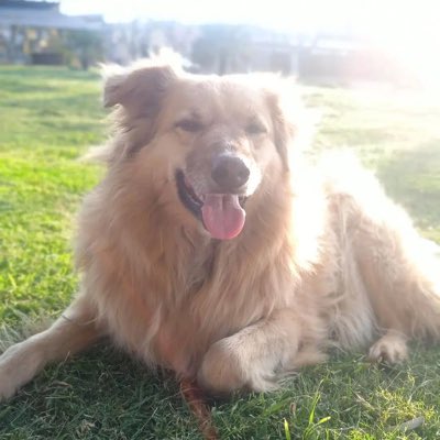 #NuevaFotoDePerfil HOMERO ❤️‍🩹